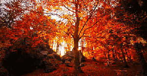 https://poetryspassion.files.wordpress.com/2014/10/autumn-tree.gif?w=300&amp;h=156